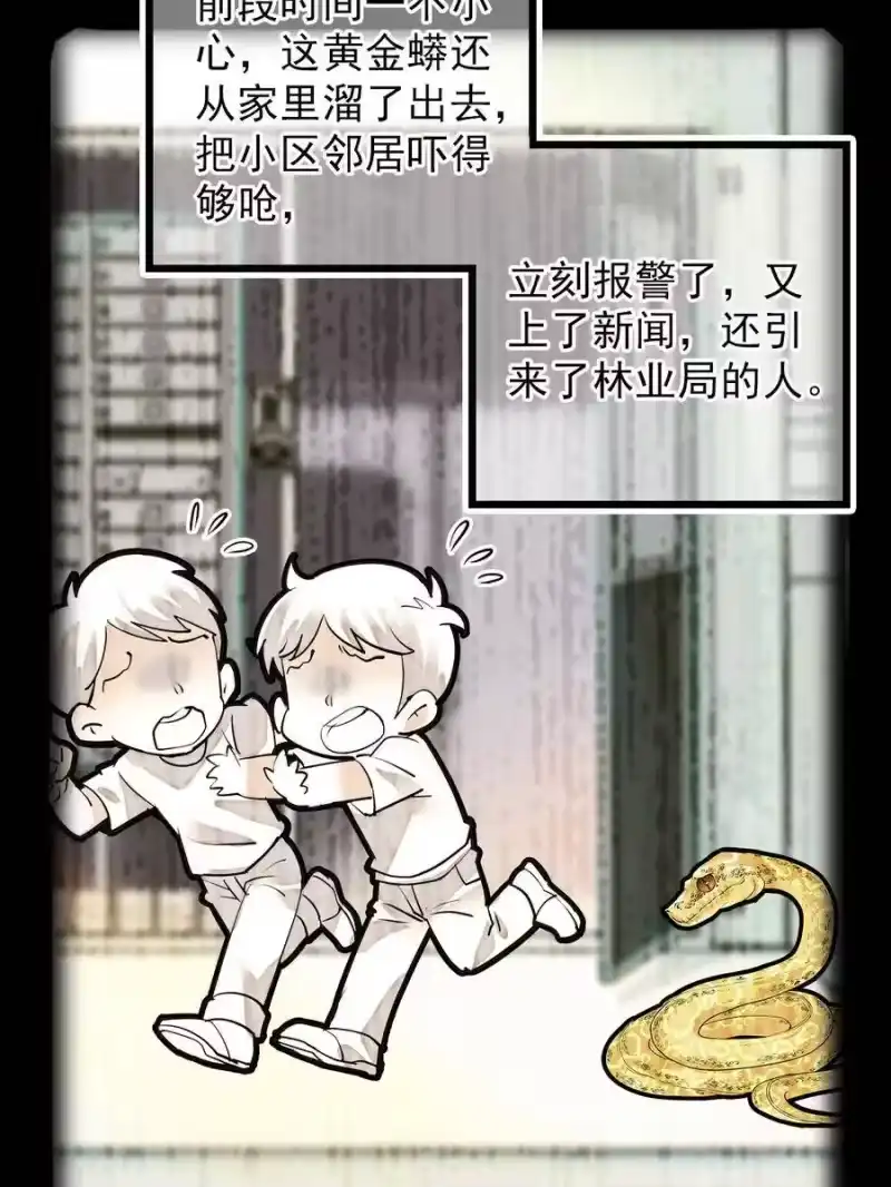 我开动物园那些年_h 052 黄金蟒 第28页