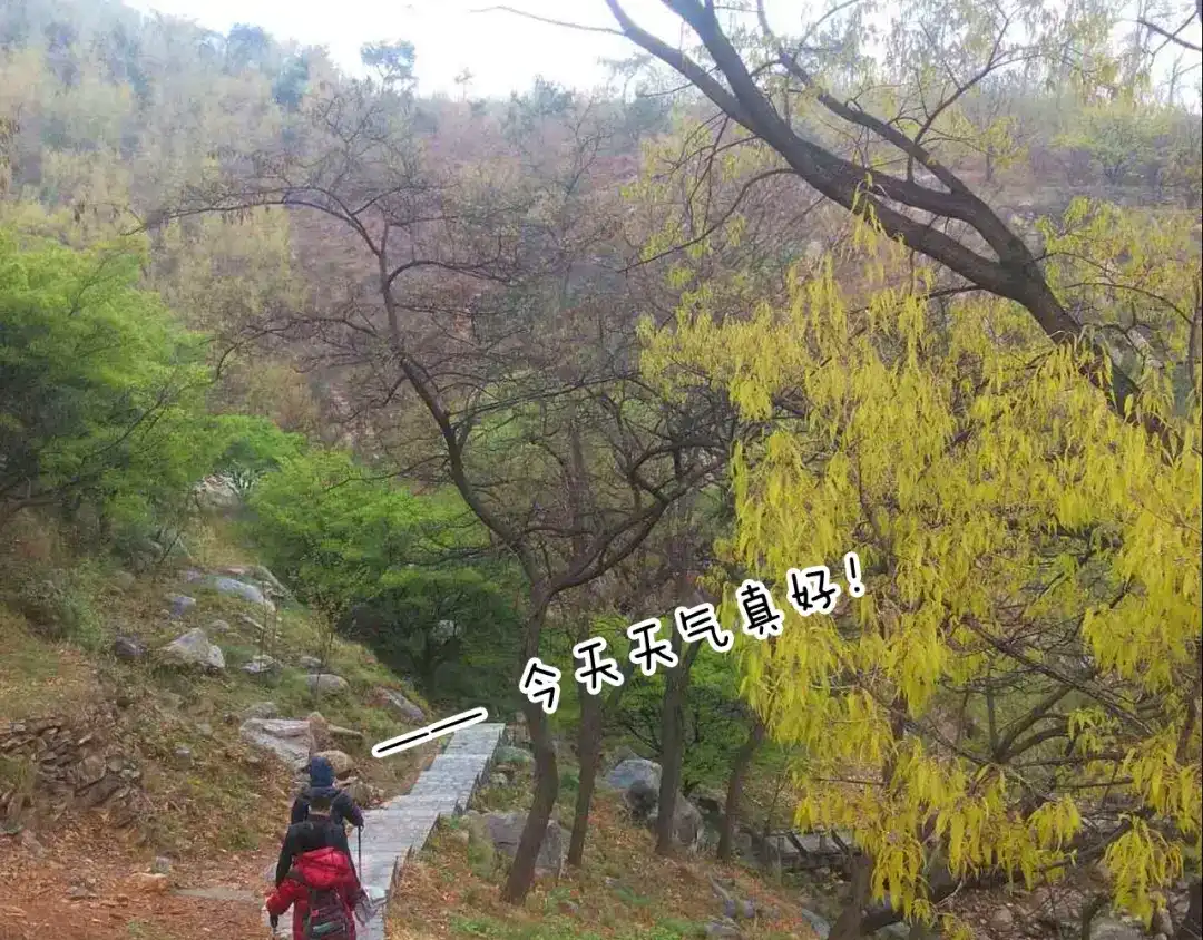 叫我森先生 泰山行2 第46页