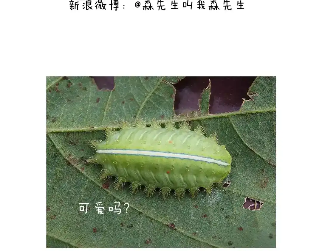 叫我森先生 麒麟臂 第70页