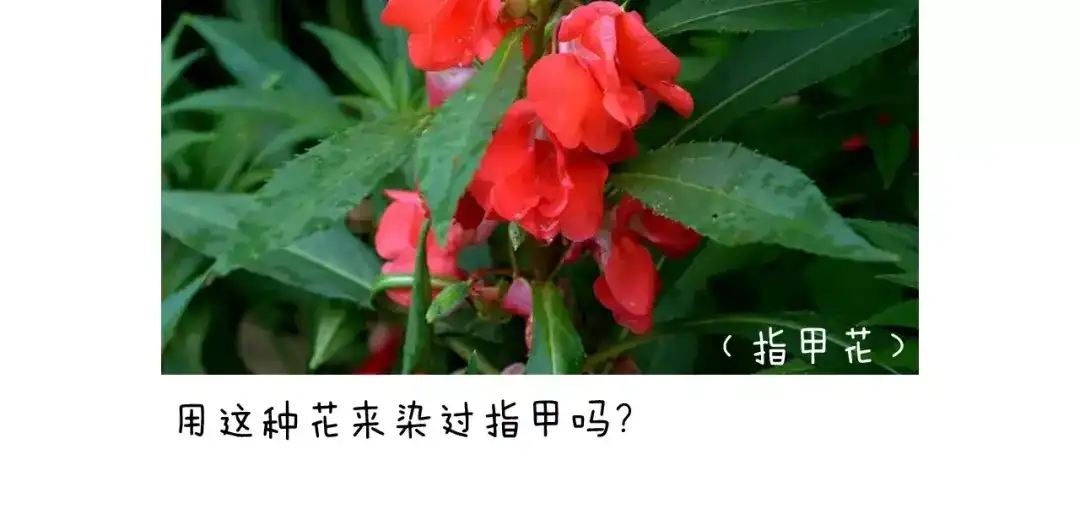 叫我森先生 美甲 第70页