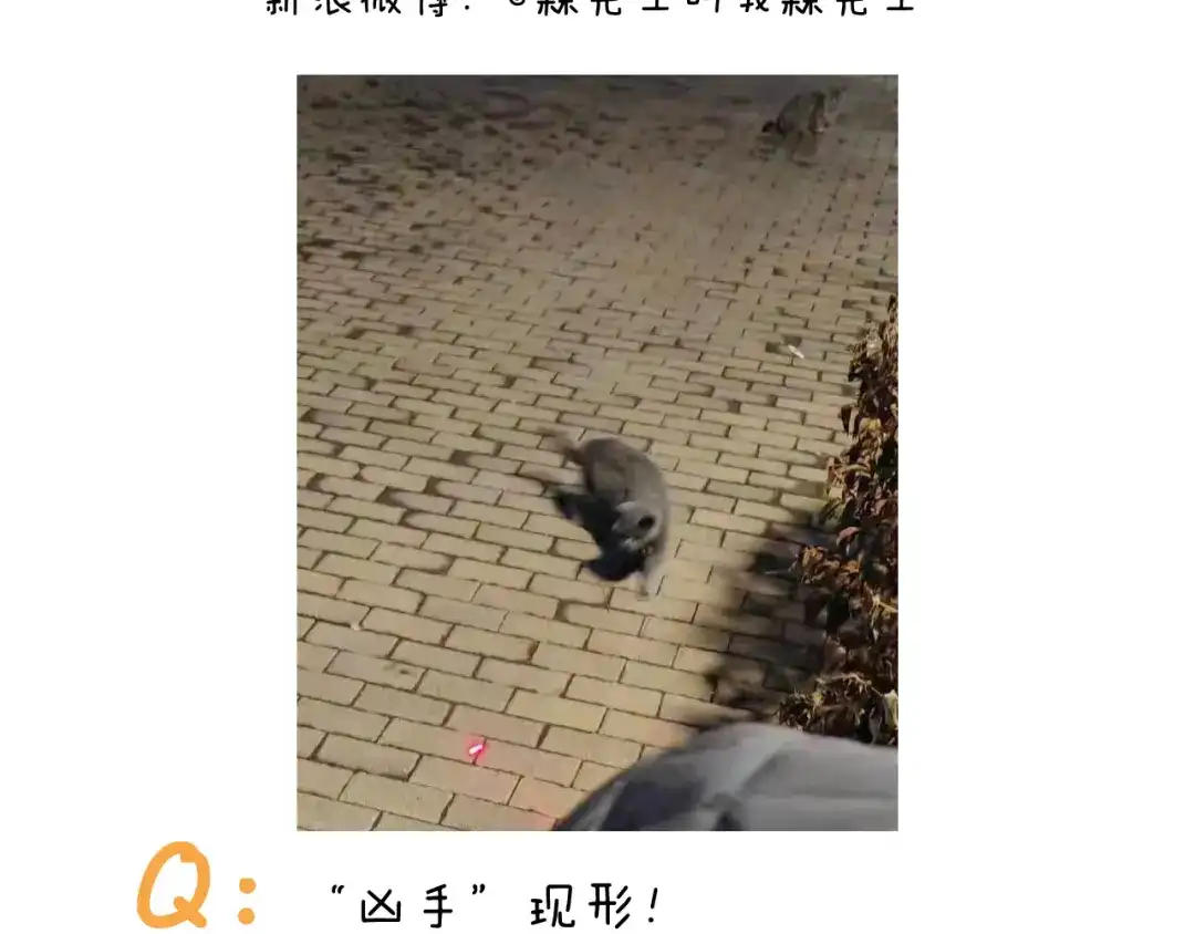 叫我森先生 第422话 与猫大战2 第46页