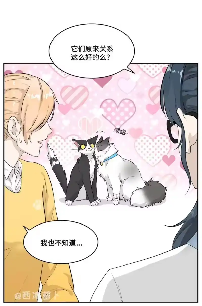 芝麻与米糕_h 002 第二话 我已经没有主人了。 第11页