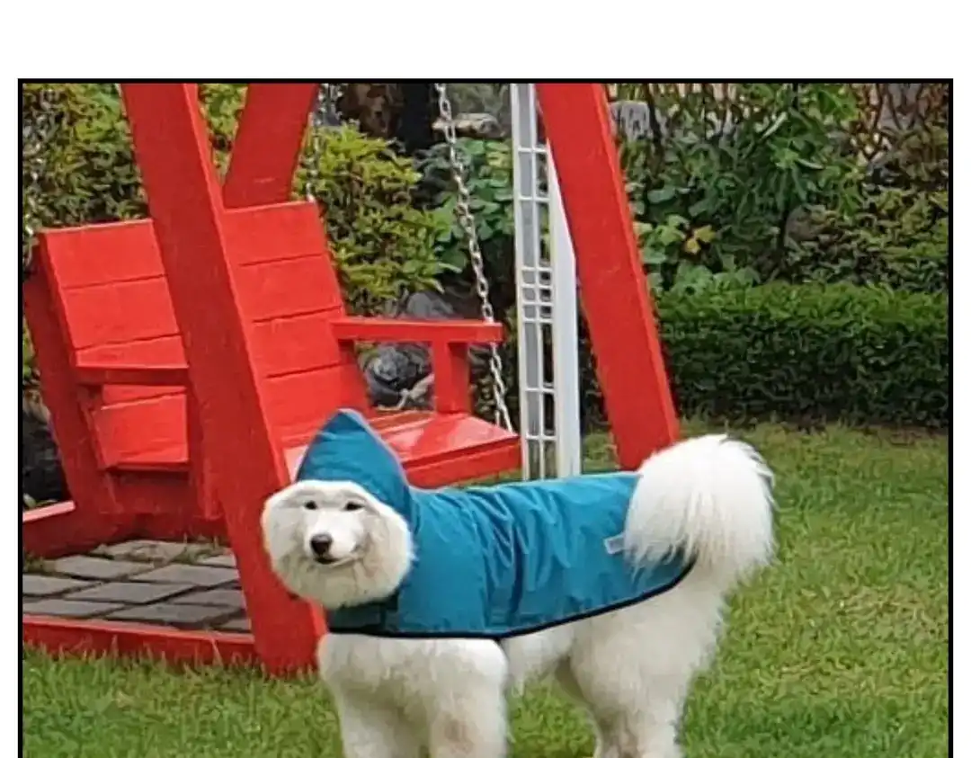 第50页
