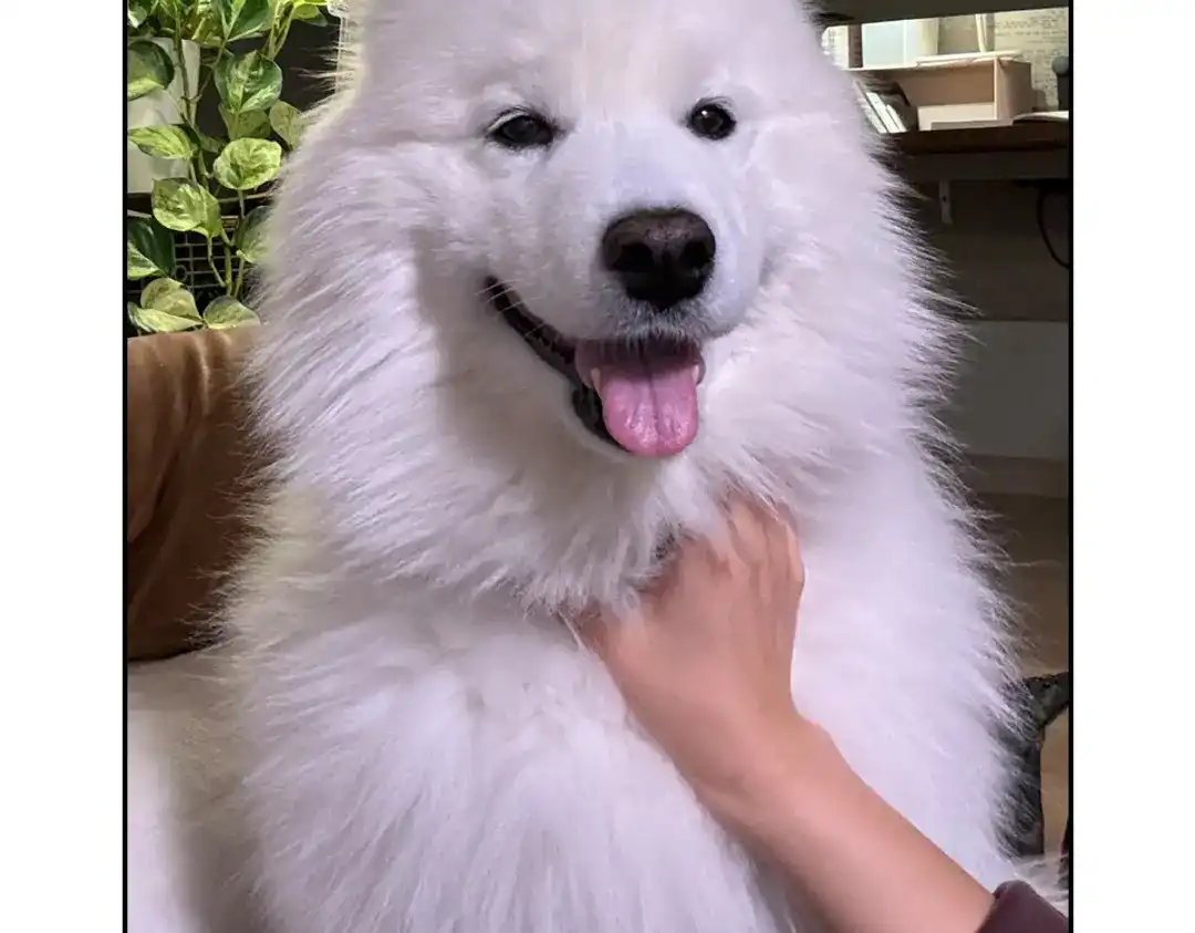 第49页